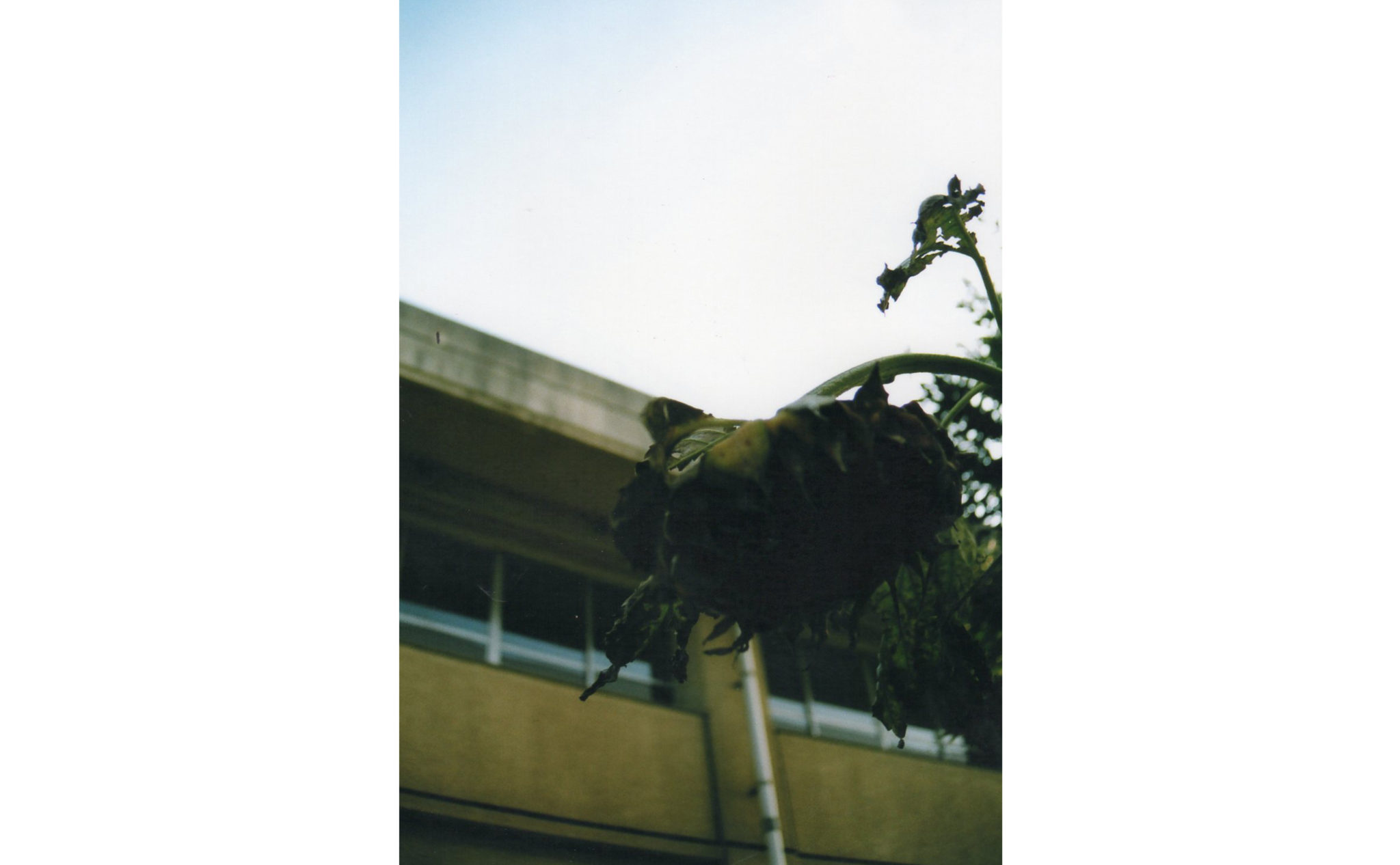 自主制作写真冊子（小学校）