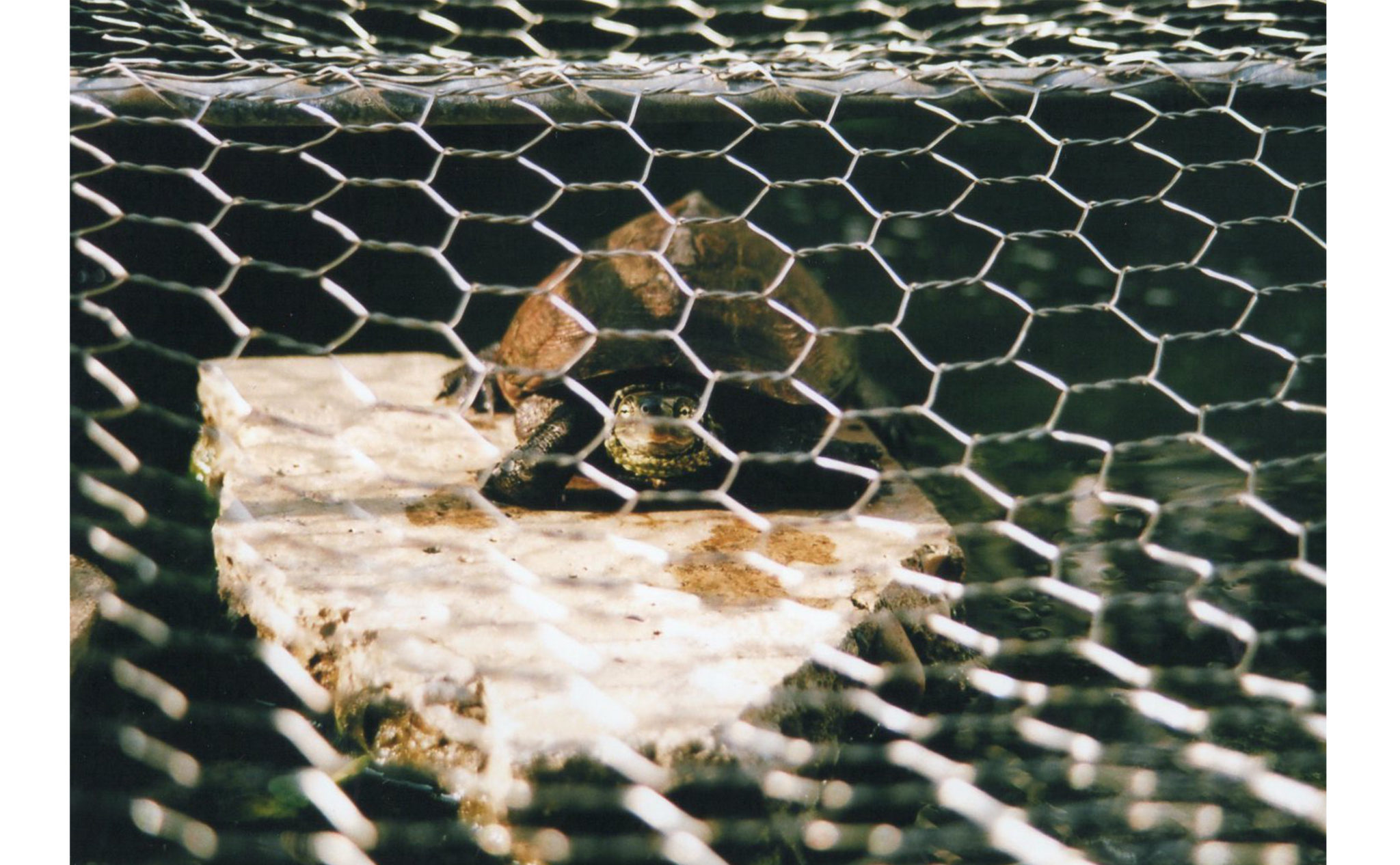 自主制作写真冊子（小学校）