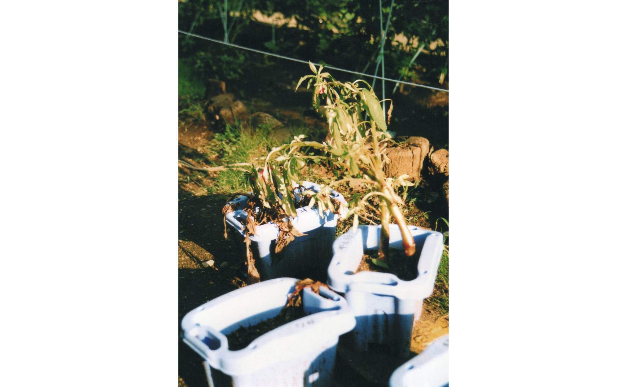 自主制作写真冊子（小学校）